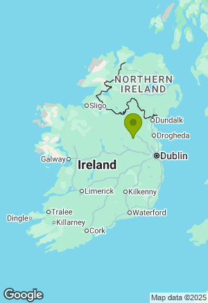 Springer Spaniel for sale in Westmeath