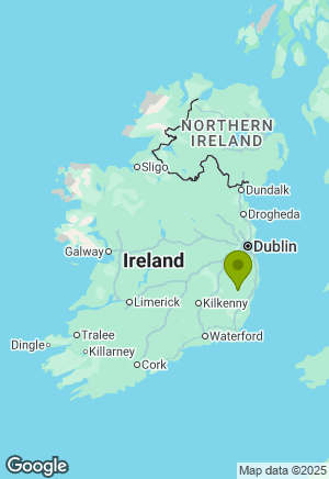 Dachshund for sale in Wicklow