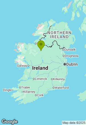 Springer Spaniel for sale in Leitrim