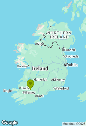 Newfoundland for sale in Cork
