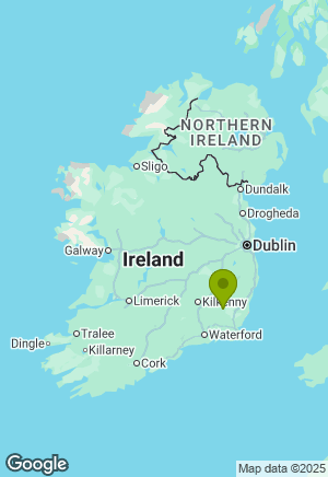 Dachshund for sale in Wexford