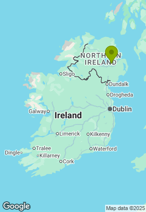 Border Collie for sale in Antrim