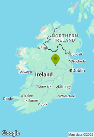 Labrador for sale in Westmeath