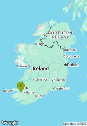 Springer Spaniel for sale in Kerry