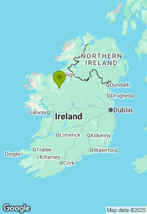 Golden Retriever for sale in Mayo