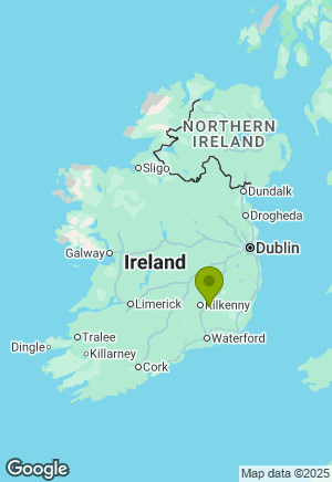 Springer Spaniel for sale in Kilkenny