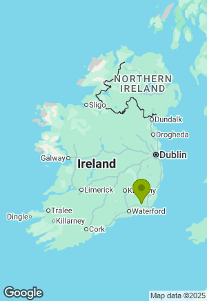 Springer Spaniel for sale in Wexford