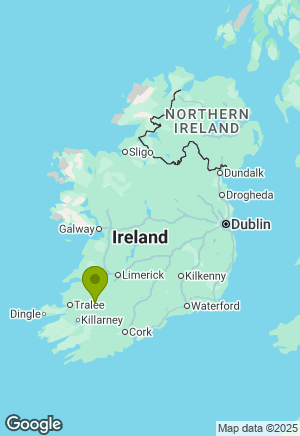 Jack Russell for sale in Cork