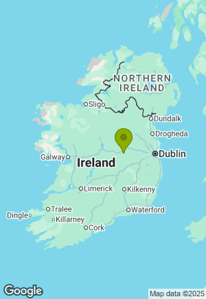 Jack Russell for sale in Offaly