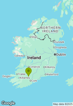 Jack Russell for sale in Cork