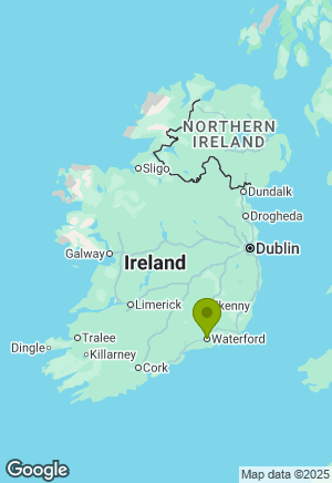 Bernese Mountain Dog for sale in Waterford