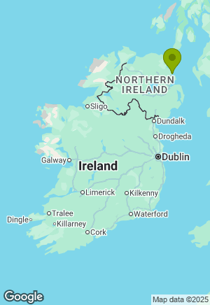 Irish Setter for sale in Antrim