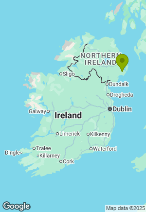 Hungarian Vizsla for sale in Down