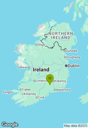 Whippet for sale in Kilkenny