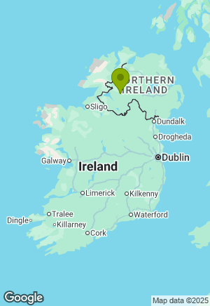 Poodle for sale in Tyrone