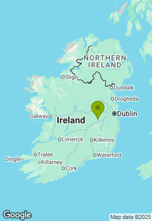 Dachshund for sale in Kildare