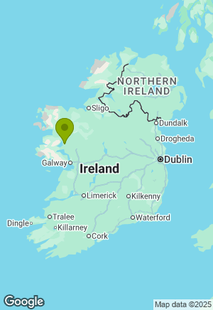 Border Collie for sale in Mayo