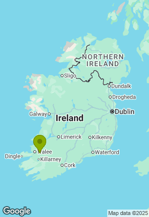 Border Collie for sale in Kerry