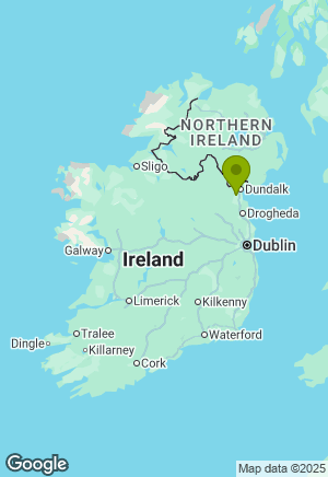 Border Collie for sale in Louth