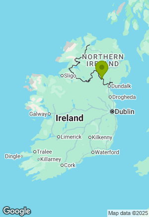 Labrador for sale in Armagh