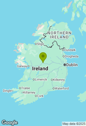 Springer Spaniel for sale in Westmeath