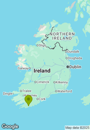 Labrador for sale in Cork