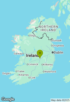 Labrador for sale in Laois