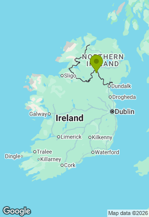 Bernese Mountain Dog for sale in Monaghan