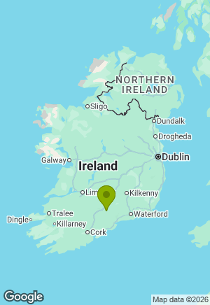 Whippet for sale in Tipperary