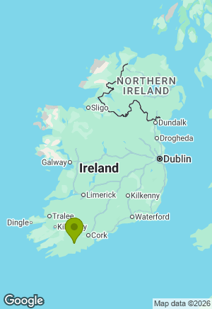 Cavachon for sale in Cork