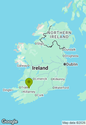 Jack Russell for sale in Cork
