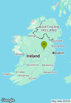 Labrador for sale in Westmeath