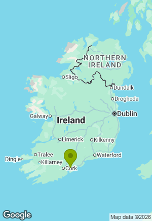 Irish Terrier for sale in Cork