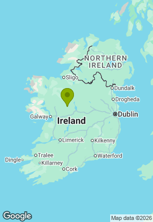 Labrador for sale in Galway