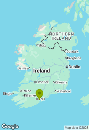 Springer Spaniel for sale in Cork