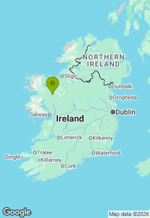 Dachshund for sale in Mayo