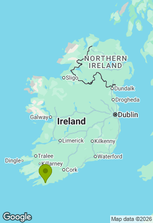 Jack Russell for sale in Cork