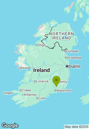 Newfoundland for sale in Kilkenny