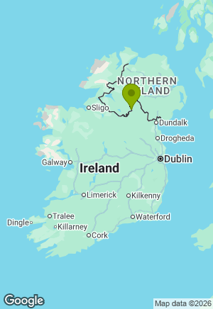 West Highland Terrier for sale in Fermanagh