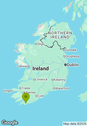 Jack Russell for sale in Cork
