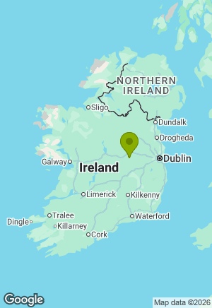 Jack Russell for sale in Offaly