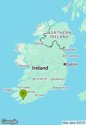 Irish Terrier for sale in Cork