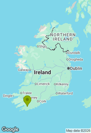 Jack Russell for sale in Cork