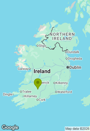 Jack Russell for sale in Limerick
