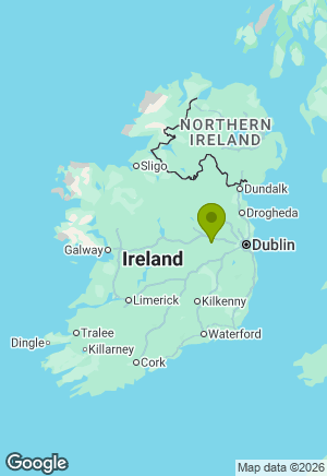 Bernese Mountain Dog for sale in Kildare