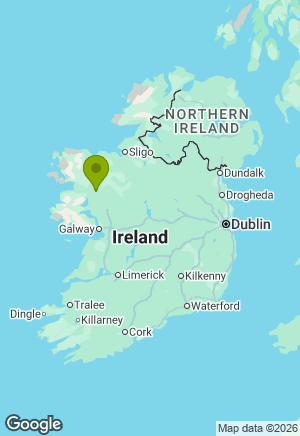 Dachshund for sale in Mayo