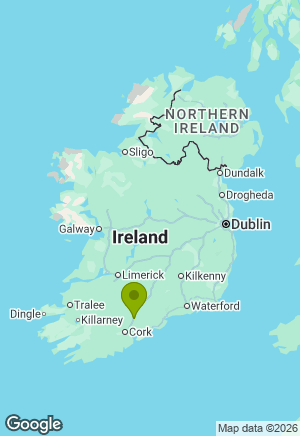 Springer Spaniel for sale in Cork