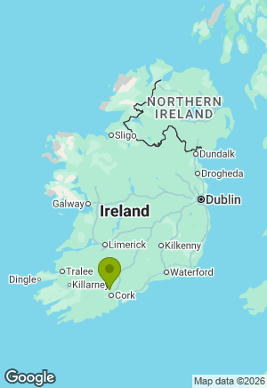 Labrador for sale in Cork