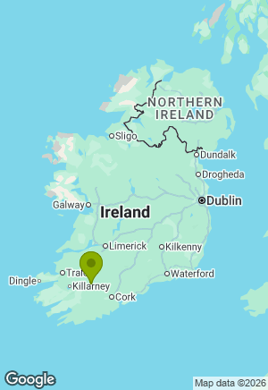 Labrador for sale in Cork
