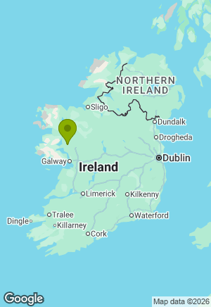 Jack Russell for sale in Mayo